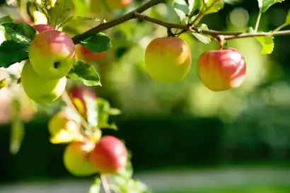 06_haus_elisabeth_krumpendorf_woerthersee_garten