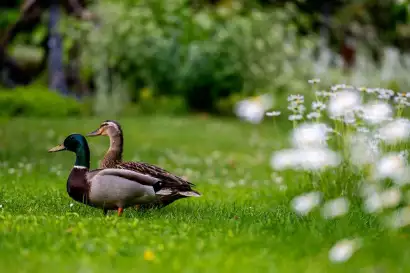 13_haus_elisabeth_krumpendorf_woerthersee_garten