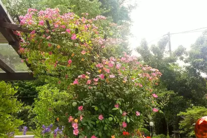 05_haus_elisabeth_krumpendorf_woerthersee_garten